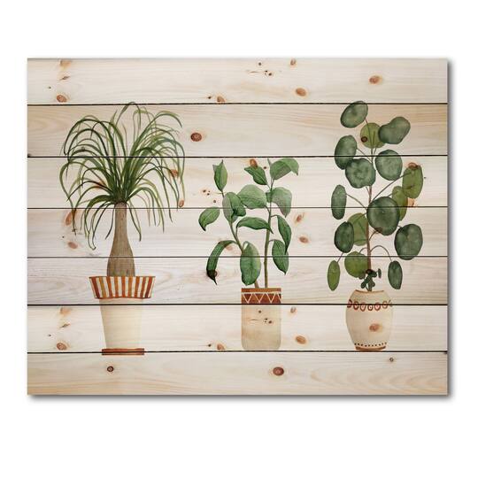 Designart - Trio of House Plants Ponytail Palm and Ficus